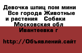 Девочка шпиц пом мини - Все города Животные и растения » Собаки   . Московская обл.,Ивантеевка г.